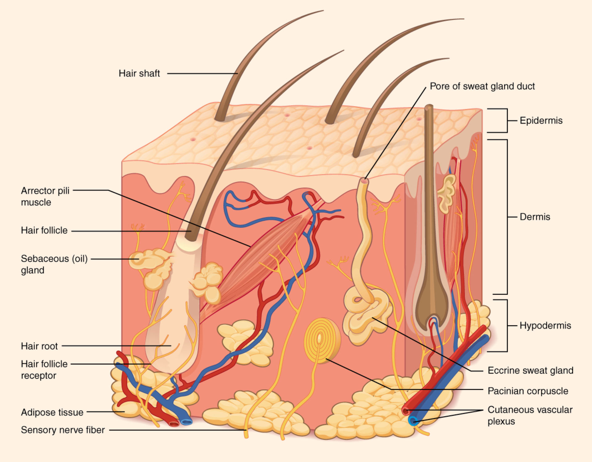 Microscopic view of skin blood vessels and circulation
